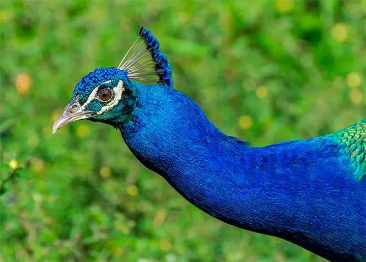 Indian Peafowl